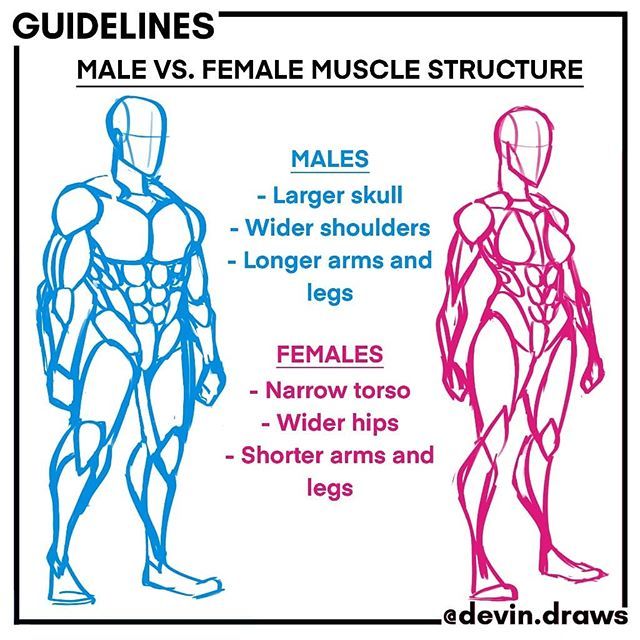 Comparison of male and female muscle structures, highlighting differences in skull, shoulders, torso, hips, and limb length.