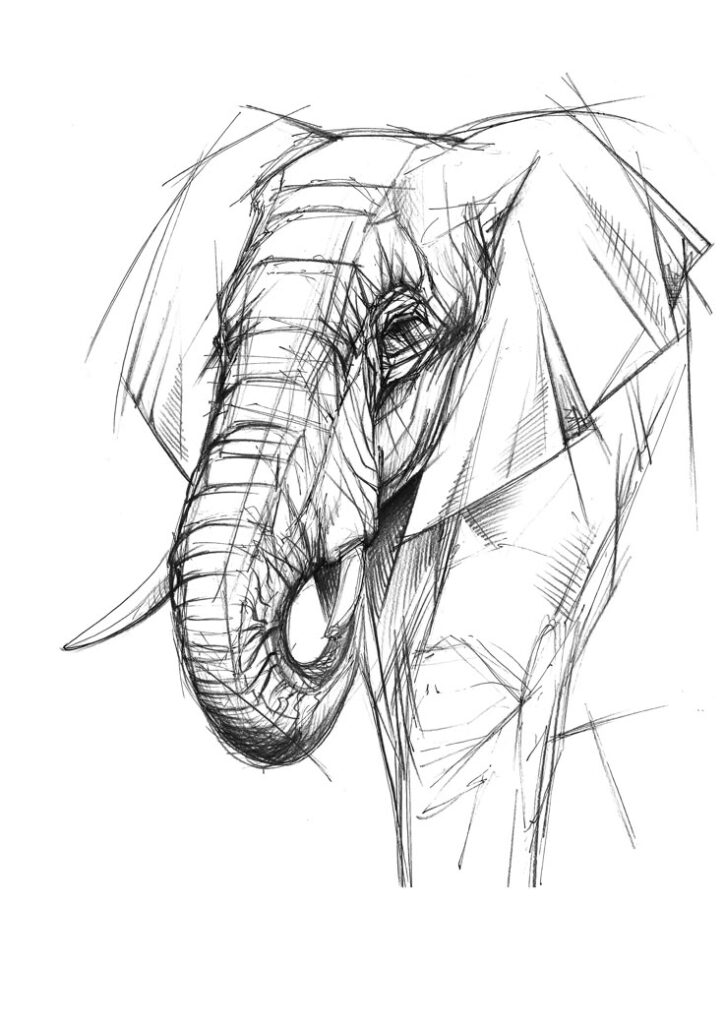 Sketch of an elephant head with detailed lines and shading, showcasing artistic drawing skills.