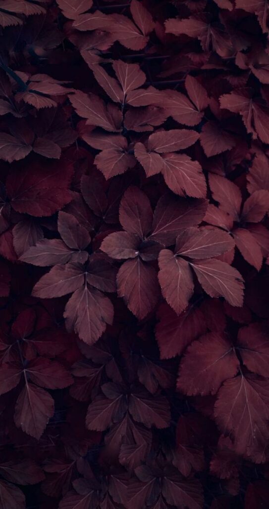 Dark red leaves create a dense, natural texture, perfect for an autumn-themed background.