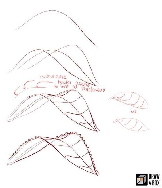 Drawing tutorial on creating leaf structure with contour curves, emphasizing thickness and form, from Drawabox.