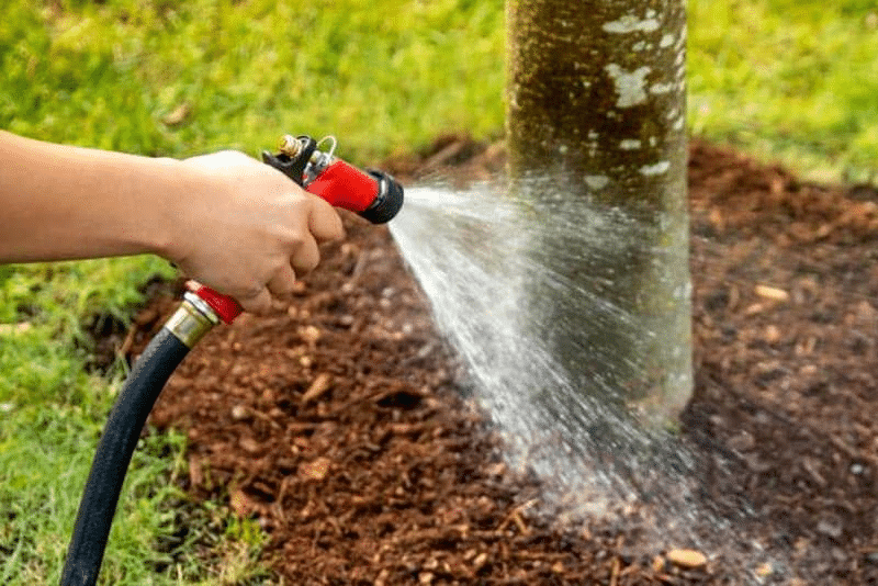 Person watering a tree with a garden hose. Gardening, hydration, and tree care in sunny backyard.