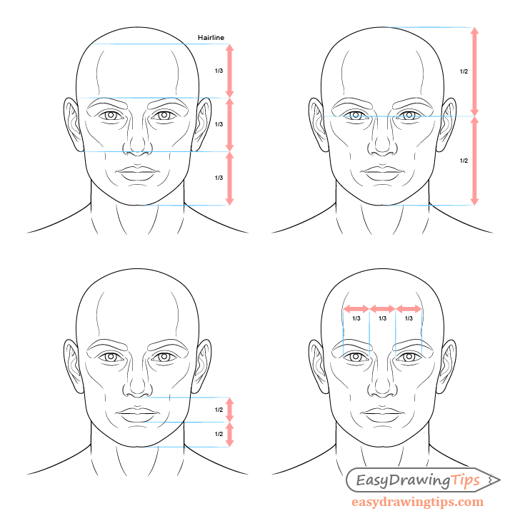 Facial proportion guide showing measurements in thirds and halves for drawing accurate human faces.