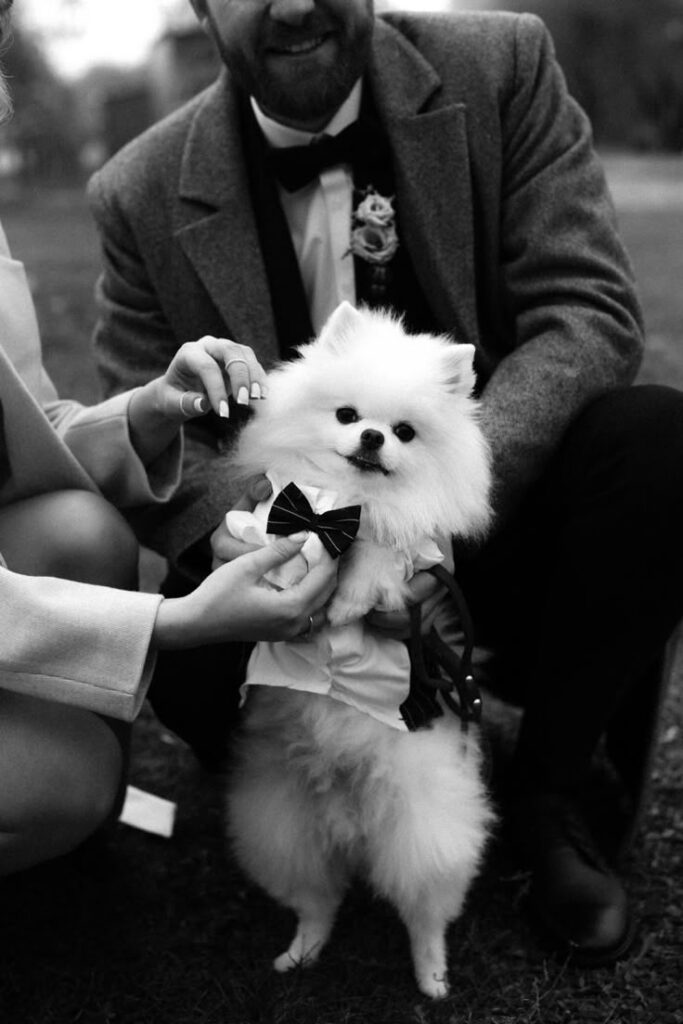 Fluffy Pomeranian in a tuxedo with bow tie, surrounded by people dressed in formal attire.