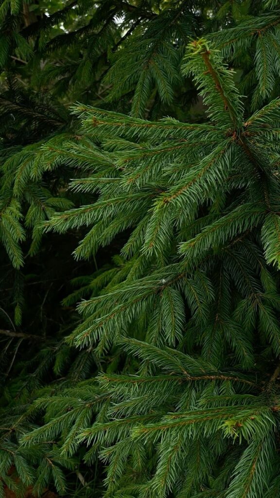 Close-up of lush green pine tree branches, showcasing detailed needle texture in a forest setting.