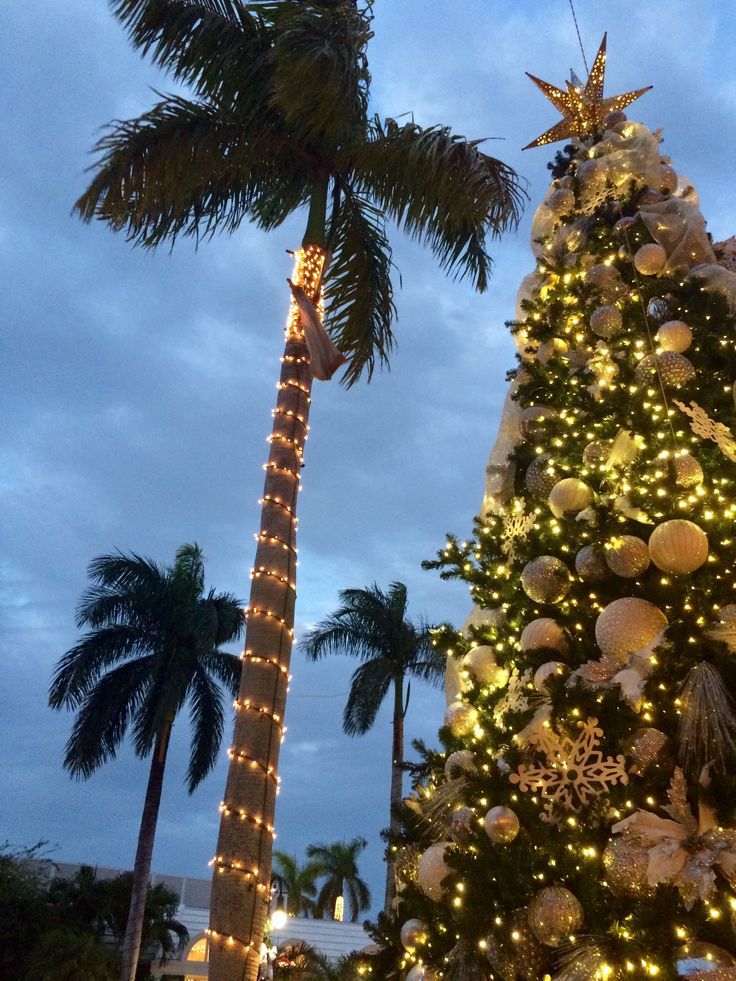0edfc5e4-2fa9-4311-90c0-77e69e44093a Palm tree and decorated Christmas tree with lights and ornaments against a twilight sky. | Sky Rye Design Palm tree and decorated Christmas tree with lights and ornaments against a twilight sky.