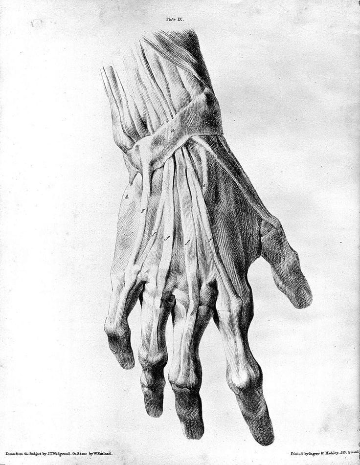 Anatomical drawing of a hand showing muscles and tendons, vintage medical illustration in black and white.