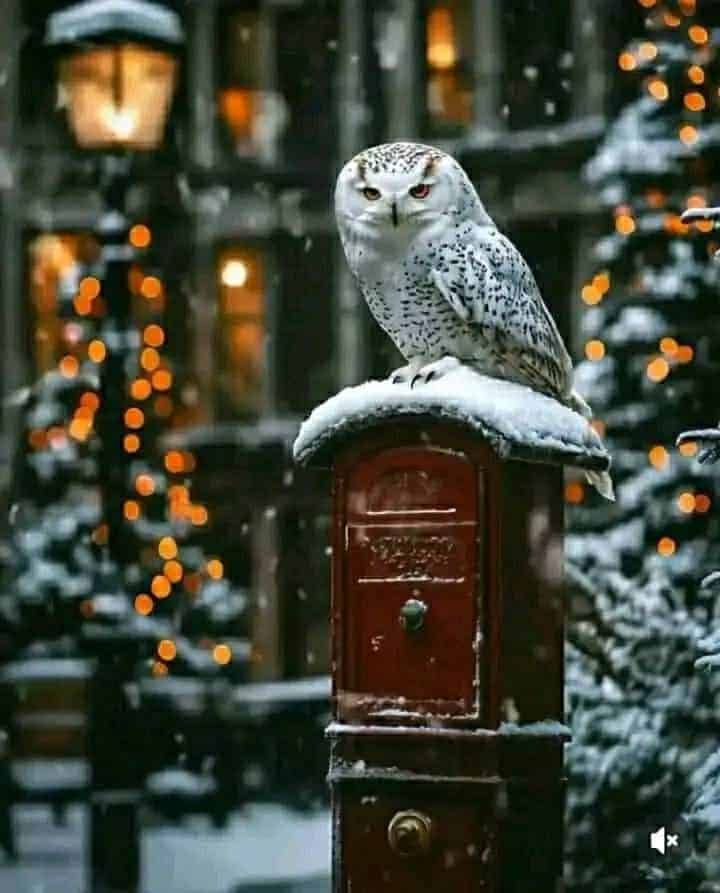 _ 16 Snowy owl perched on a snow-covered red mailbox during a festive winter evening with lights in the background. | Sky Rye Design Snowy owl perched on a snow-covered red mailbox during a festive winter evening with lights in the background.
