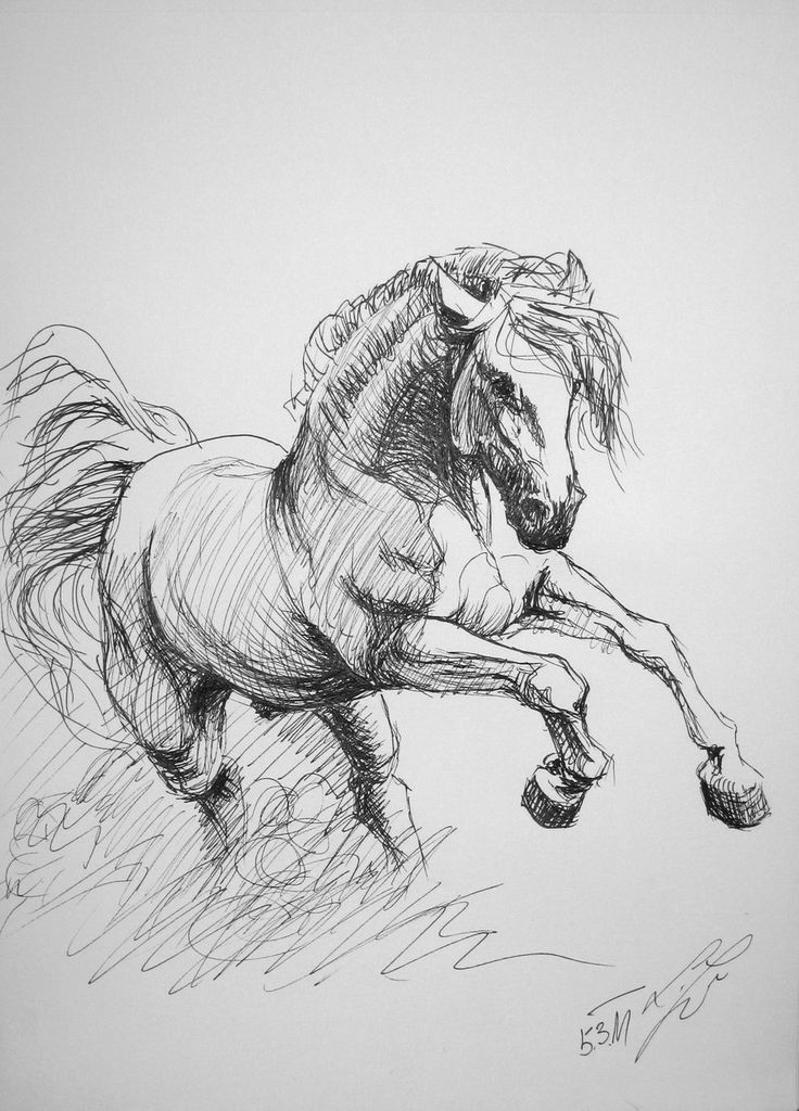 296858c2fdd75d27a0b77102ec074898 Sketch of a powerful horse in motion, showcasing detailed line work and dynamic form on a white background. | Sky Rye Design Sketch of a powerful horse in motion, showcasing detailed line work and dynamic form on a white background.