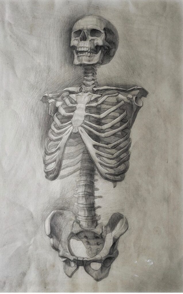 Detailed pencil drawing of a human skeleton, showcasing ribcage and pelvis, on textured paper background.