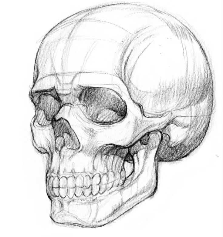 Detailed pencil sketch of a human skull, showcasing anatomical features, side view.