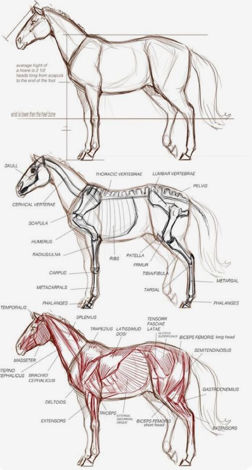 382314a5b2e023cec2ba55bceb488bf8 Annotated horse anatomy diagram showing skeletal and muscular structures. | Sky Rye Design Annotated horse anatomy diagram showing skeletal and muscular structures.