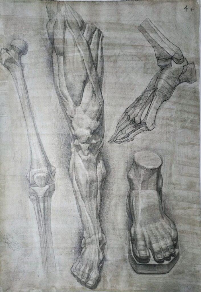 Anatomy sketch of human leg and foot muscles, bones, and tendons, showcasing detailed anatomical study in pencil.