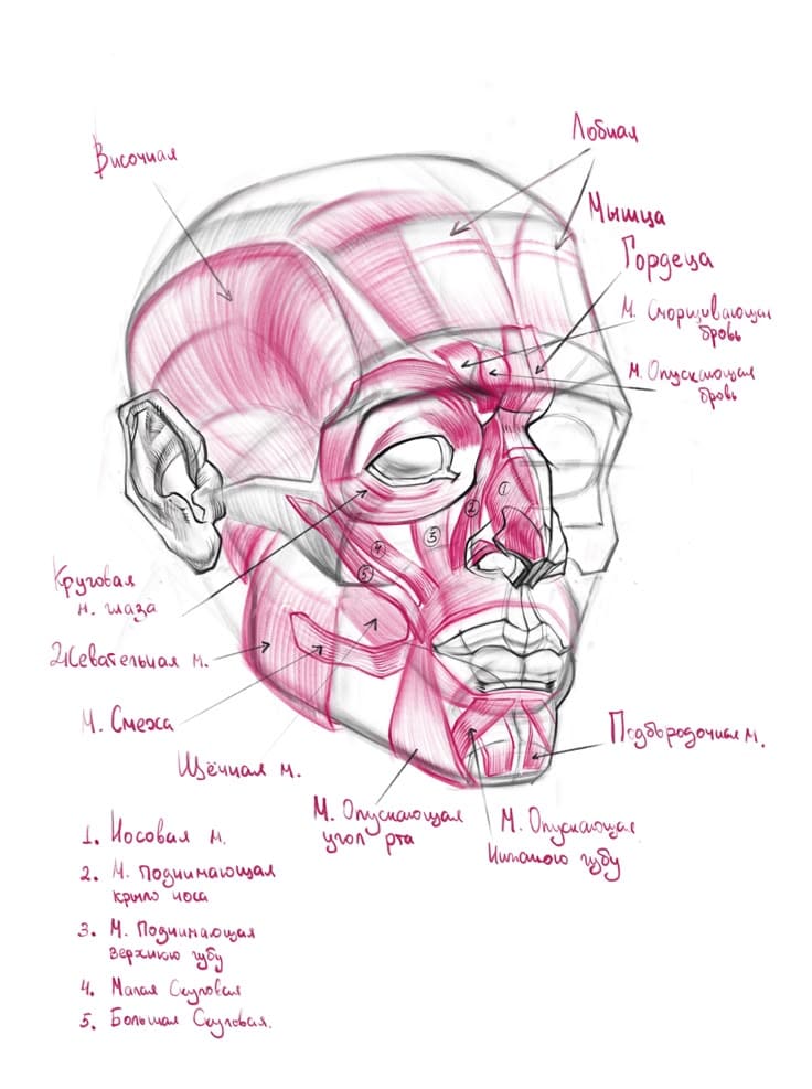 Illustration of facial muscles with labels in Russian, showing detailed muscle anatomy for educational purposes.