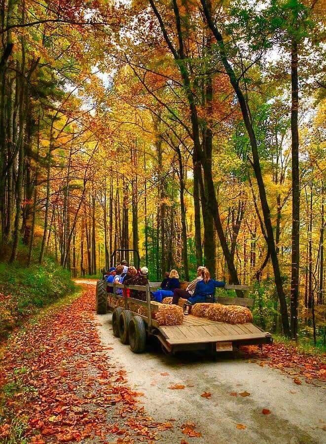Hayride through autumn forest, people riding on a tractor with vibrant fall foliage and colorful leaves on the ground.