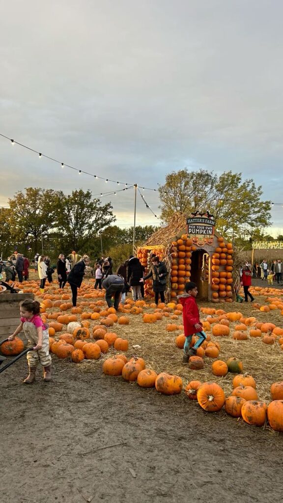 People enjoying a pumpkin patch at sunset, surrounded by pumpkins and festive decorations.