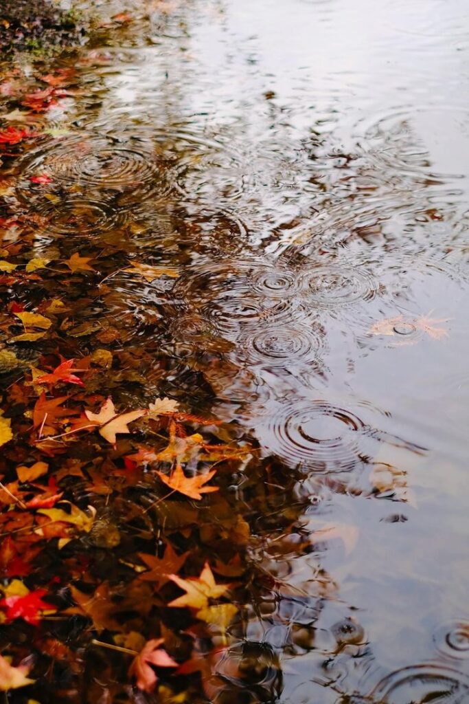 Autumn leaves floating in a puddle, with raindrop ripples creating a serene, reflective scene.