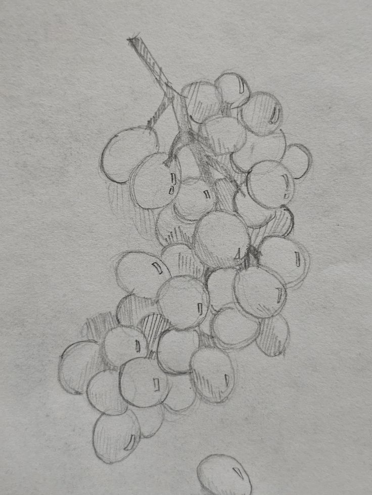 Pencil sketch of a grape cluster on paper, showcasing artistic detail and shading techniques.