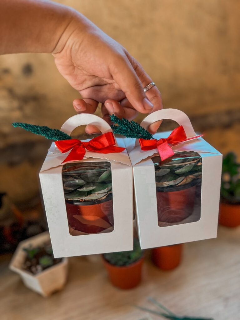 Hand holding white gift boxes with succulents, adorned with red ribbons and small green decorations.