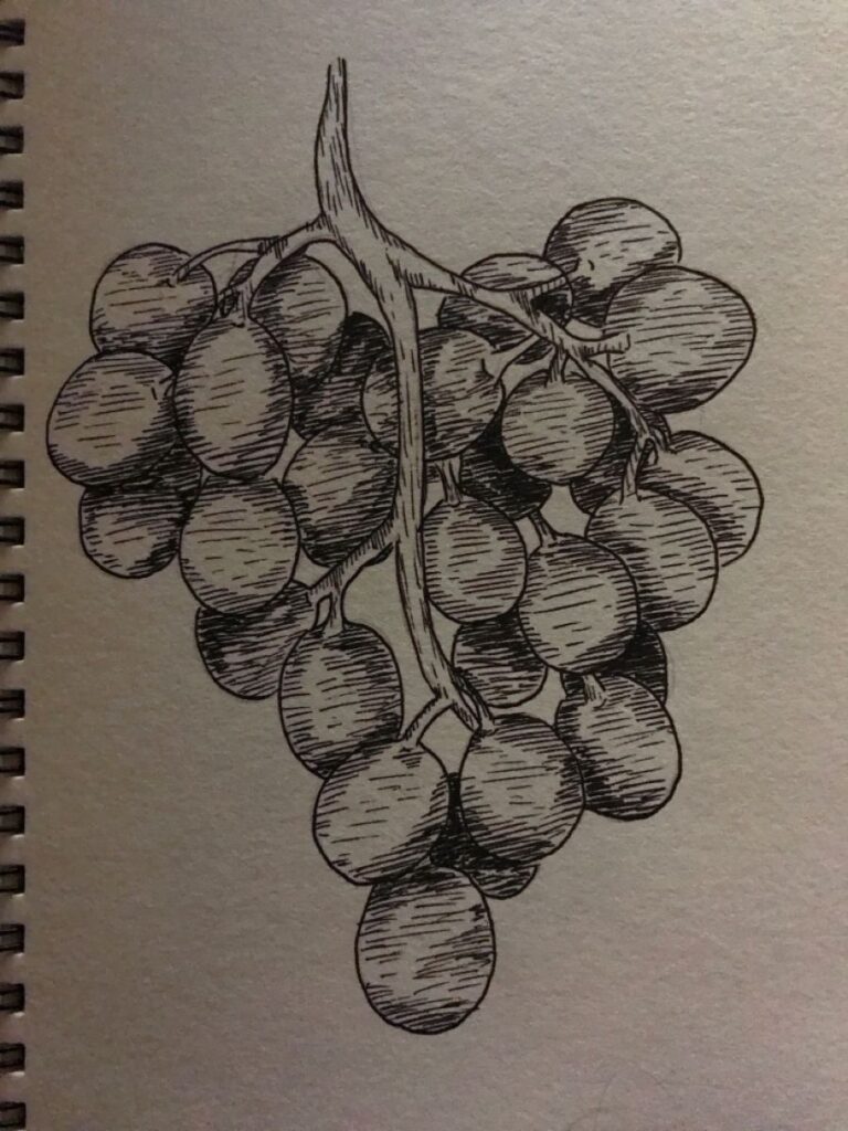 Illustrated bunch of grapes drawn with detailed shading on a spiral-bound sketchbook.