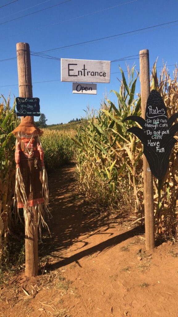 Entrance to corn maze with scarecrow and rules sign under a clear blue sky.