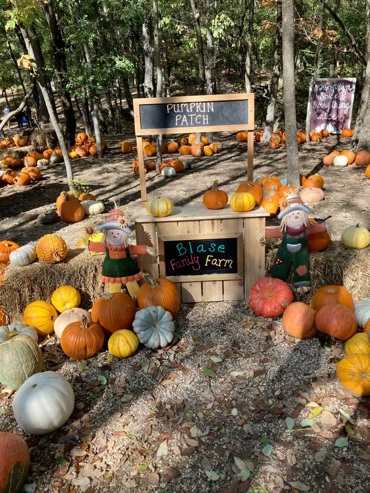Pumpkin patch at Blase Family Farm with hay bales and colorful pumpkins in a forest setting.