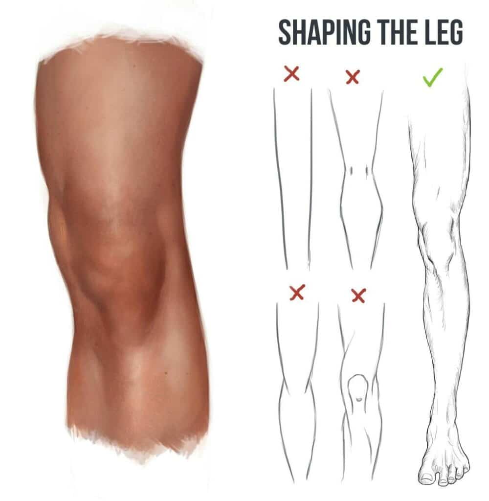 Guidelines for drawing realistic leg shapes, with correct and incorrect examples.