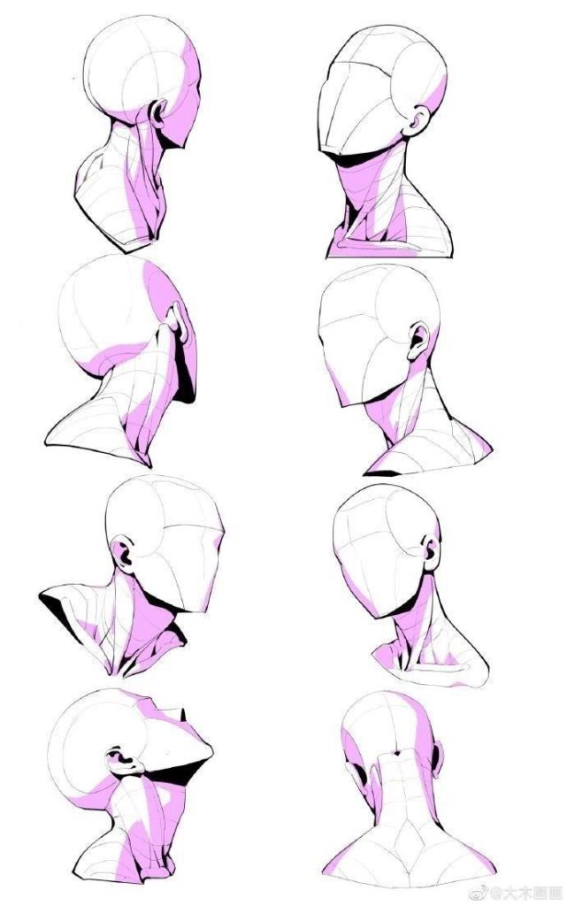 Drawing of head and neck anatomy in various angles, highlighting muscles with pink shading for artistic study.