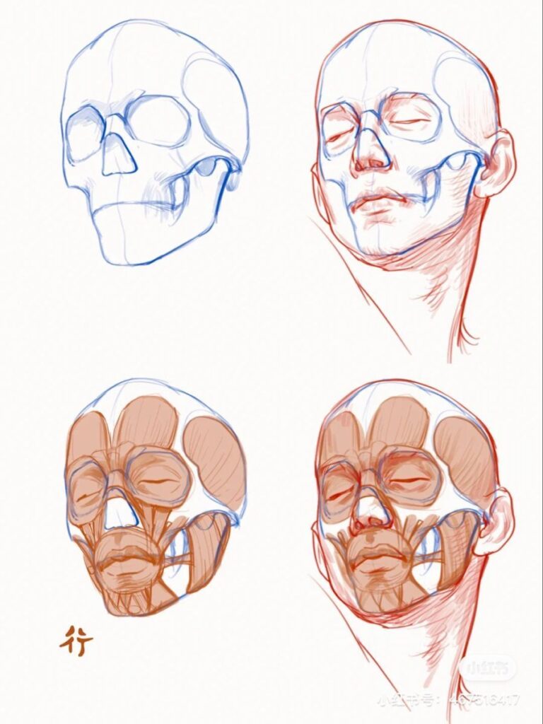 Illustration of human skull and facial muscles anatomy in side and front views, showing detailed structure.