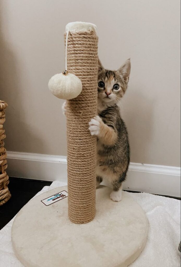 Cute Kitty Cute kitten playing with a scratching post and toy ball indoors. | Sky Rye Design Cute kitten playing with a scratching post and toy ball indoors.