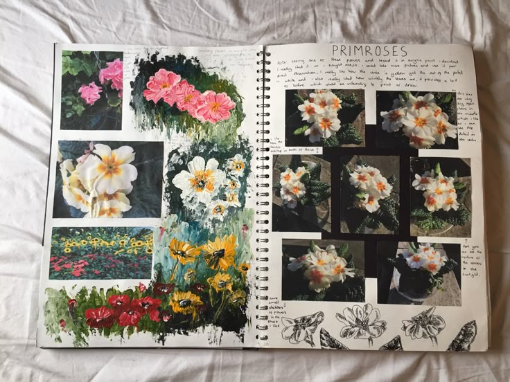 Sketchbook pages with primrose photos, paintings, and illustrations showcasing floral art and studies.