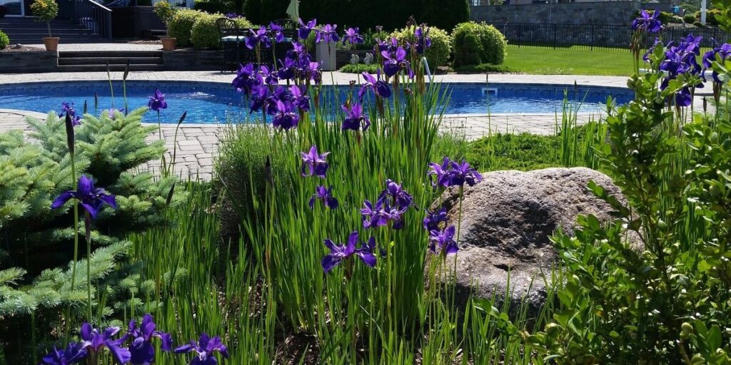 GulfCoastPoolConsultingConstruction-370447-Purple-Flowers-Pool-blogbanner1-1200x600 Purple irises bloom by a serene pool, with lush greenery and stone accents enhancing the tranquil garden setting. | Sky Rye Design Purple irises bloom by a serene pool, with lush greenery and stone accents enhancing the tranquil garden setting.