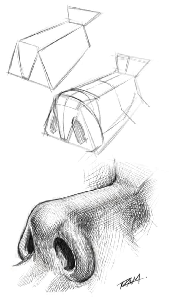 Nose sketch with geometric construction lines, showing step-by-step drawing technique.