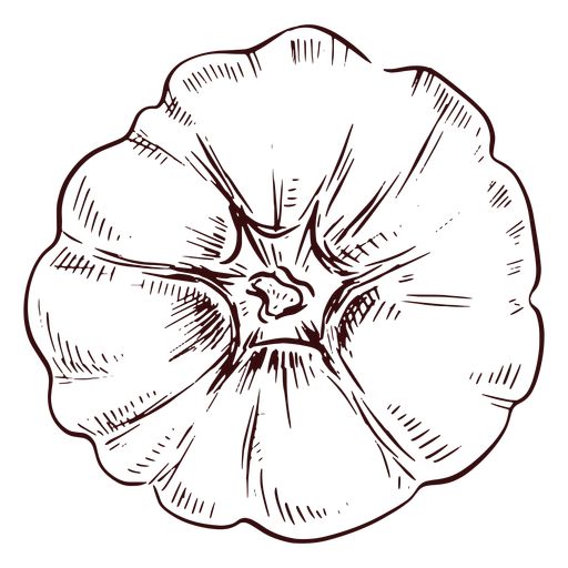 Pumpkin Viewed From Above Hand Drawn PNG SVG Design For T-Shirts Sketch of a bell pepper viewed from above, showcasing detailed lines and shading on a white background. | Sky Rye Design Sketch of a bell pepper viewed from above, showcasing detailed lines and shading on a white background.