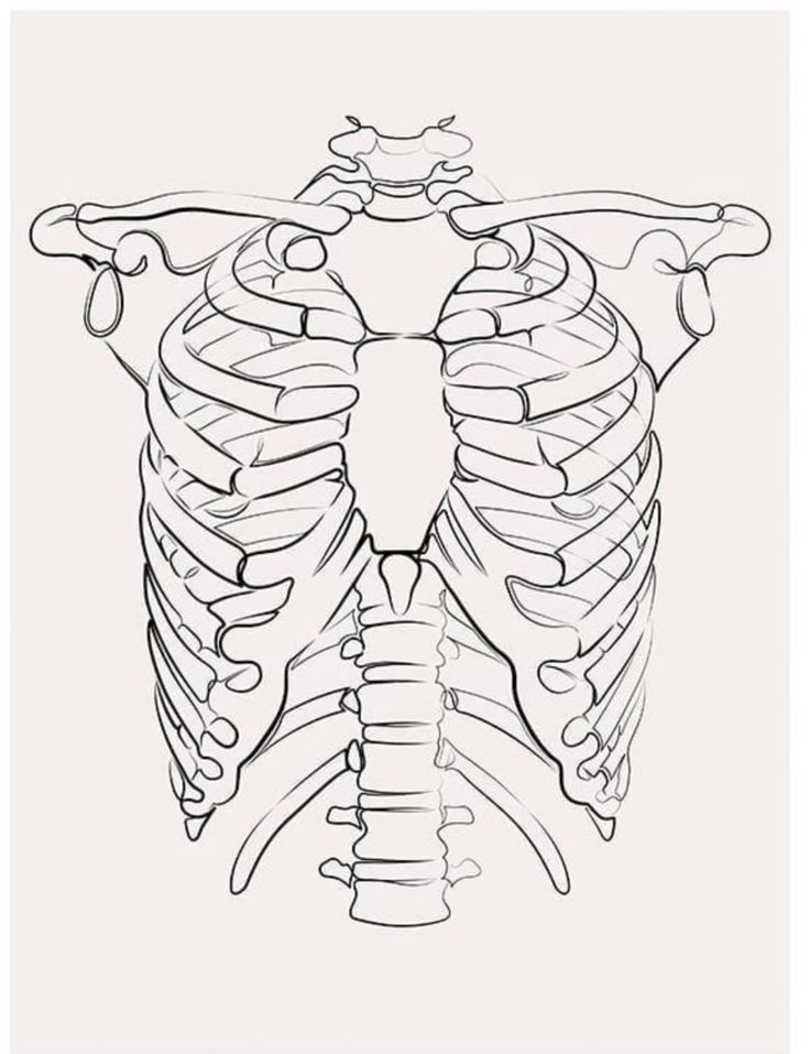 Line drawing of a human ribcage, including spine and shoulder bones, on a neutral background.
