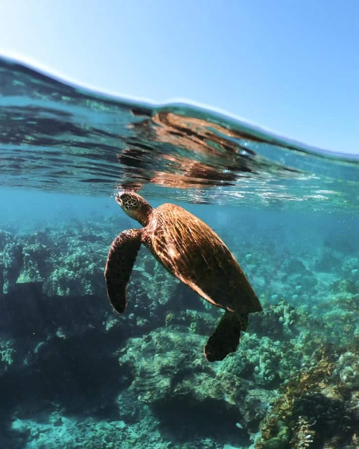 Sea turtle swimming above a coral reef in clear blue water under a sunny sky.