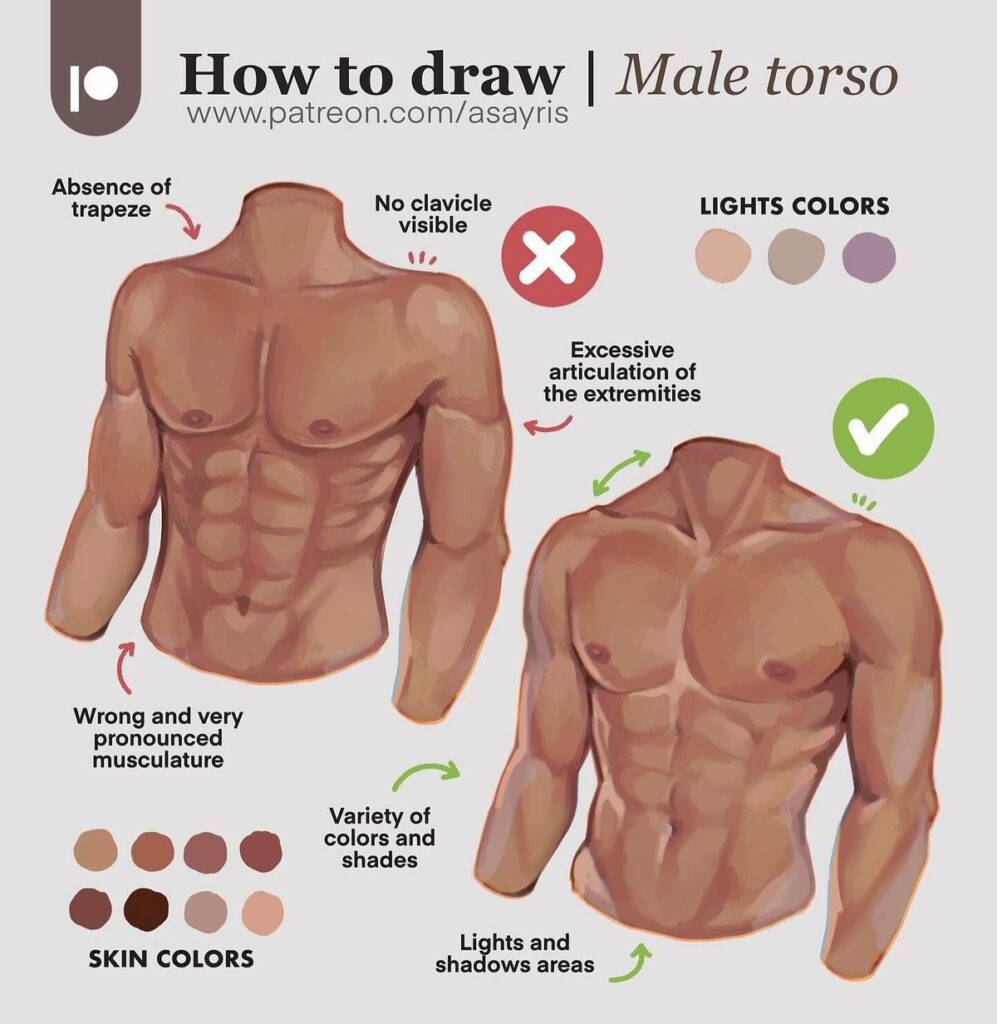 Illustration guide on drawing a male torso with tips on musculature, color, and shading techniques.