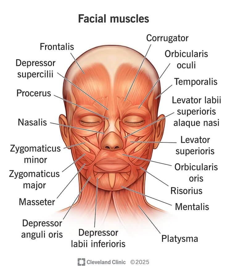 Illustration of facial muscles labeled, highlighting muscles like frontalis, zygomaticus, and orbicularis oculi.
