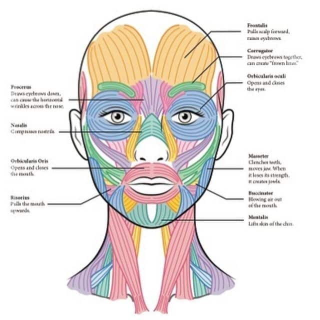 Diagram of facial muscles labeled, showcasing anatomy and function, including frontalis, masseter, and mentalis muscles.