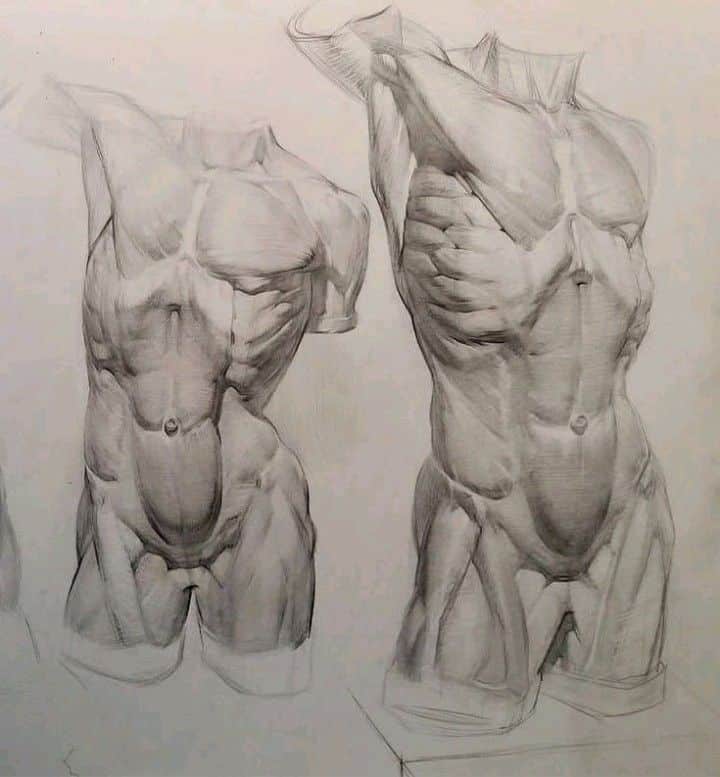 Pencil sketch of two anatomical male torsos highlighting muscular structure and detail for art study. Anatomy for Artists