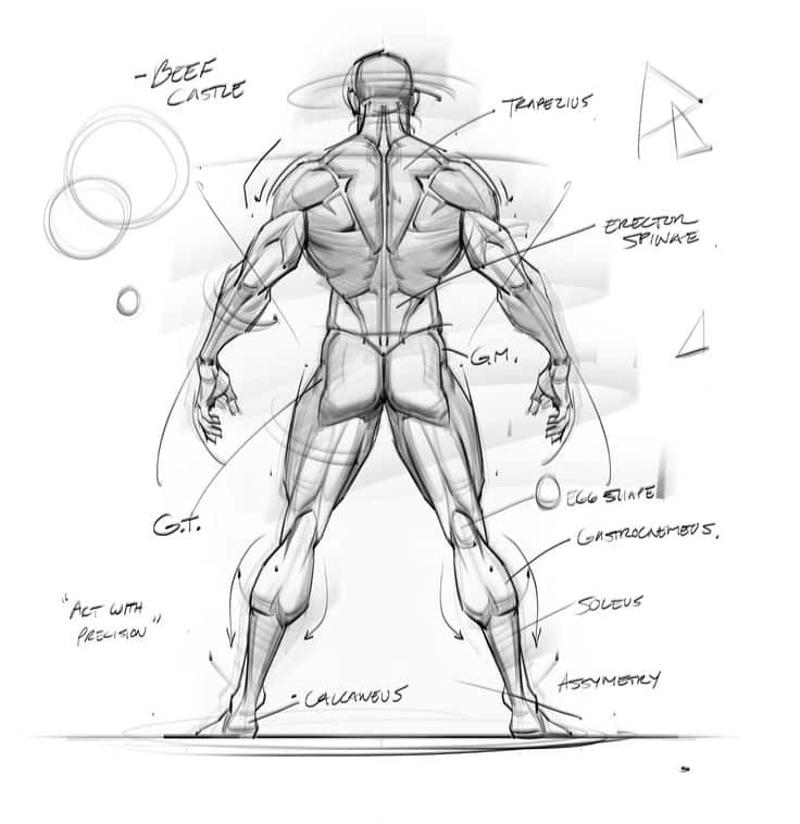 Sketch of a muscular male figure from behind, highlighting anatomy with notes on muscles and proportions.