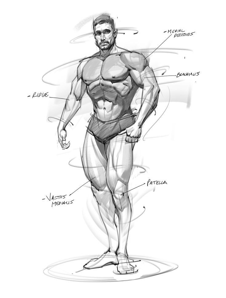 Sketch of a muscular male figure with labeled anatomy: medial deltoids, brachialis, ridge, vastus medialis, patella.
