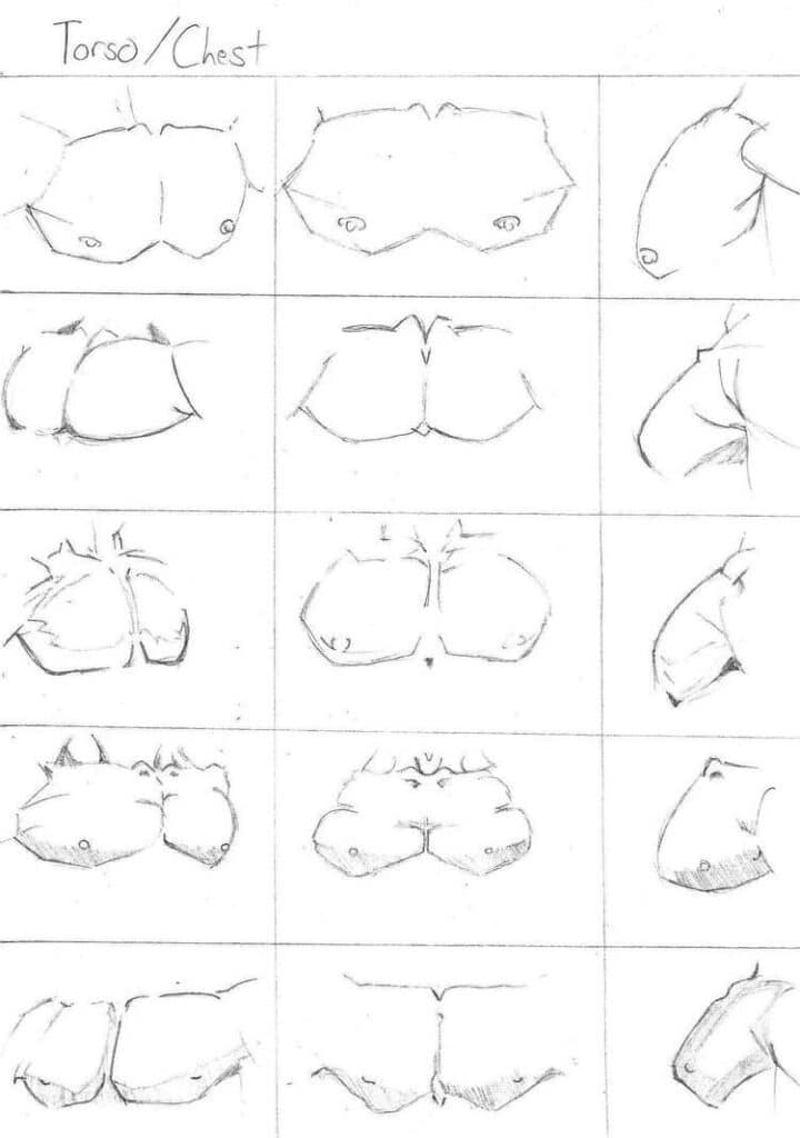 Sketches of various chest and torso angles for drawing reference, featuring front and side views.
