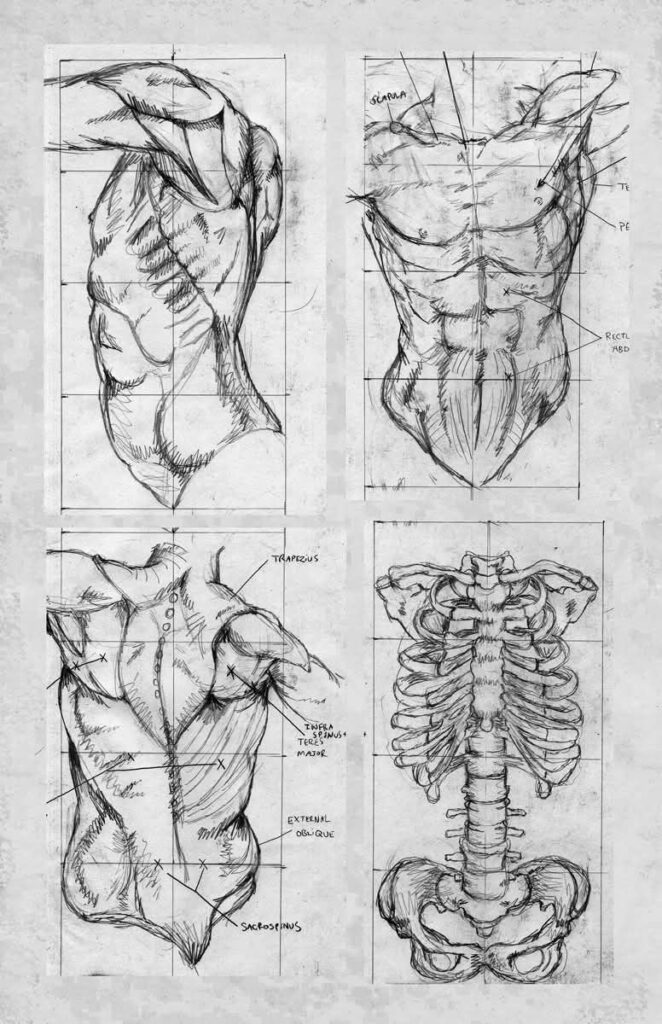 Anatomical sketches of human torso muscles and skeleton details for artistic reference.