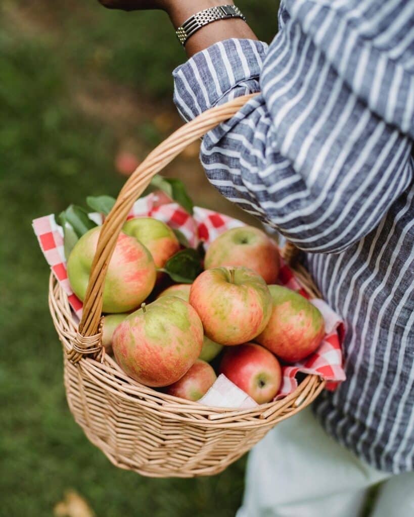 Person carrying a wicker basket filled with freshly picked apples in an orchard.