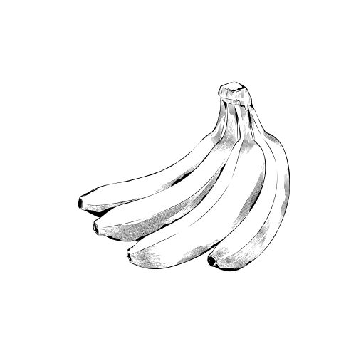 Illustration of a bunch of bananas on a white background, highlighting realistic details and shading.