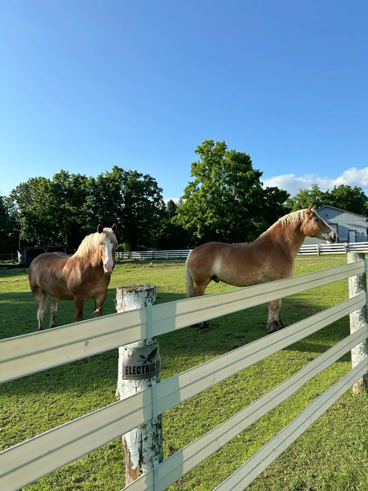 horses farm slow living horses farmhouse farm Two horses grazing in a sunny fenced pasture with trees and a barn in the background. | Sky Rye Design Two horses grazing in a sunny fenced pasture with trees and a barn in the background.
