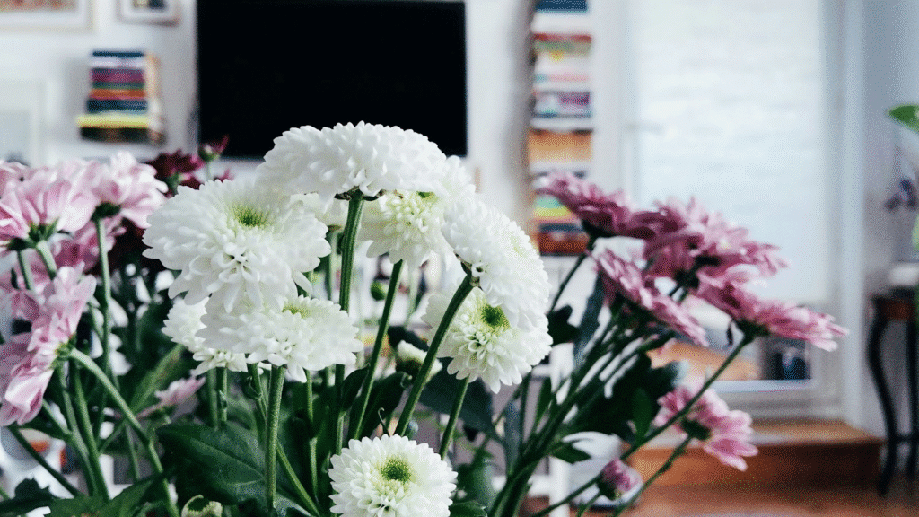 White and pink chrysanthemums in a cozy room with blurred background.