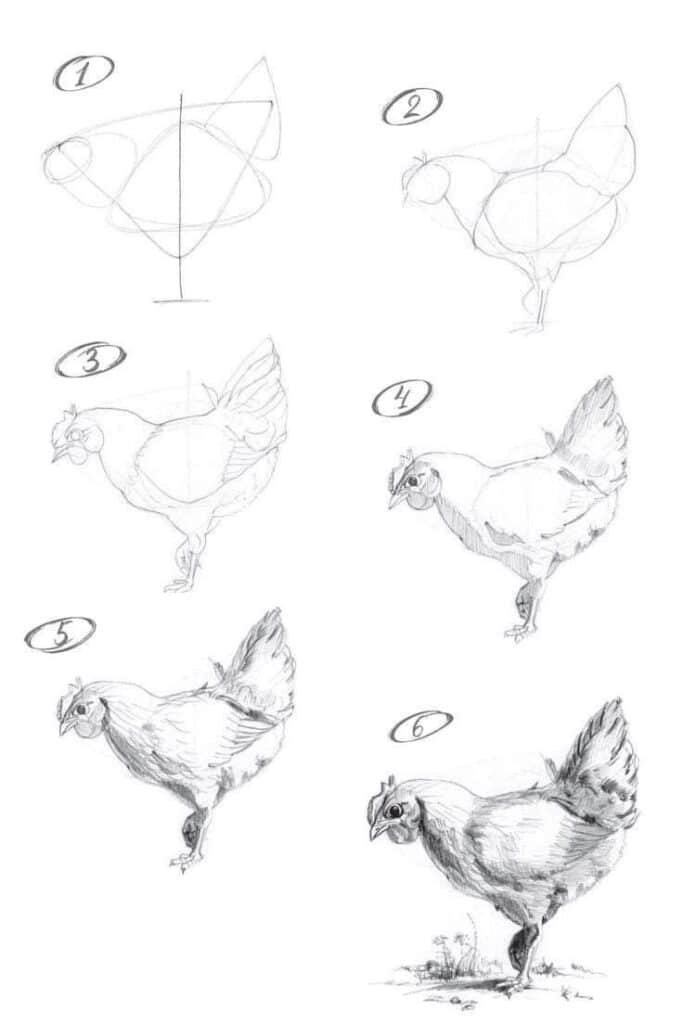 Step-by-step guide to drawing a chicken, from basic shapes to detailed sketch, in six numbered stages.