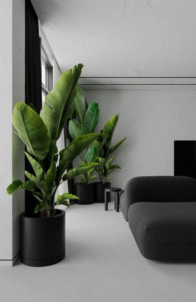 _ 11 Modern living room with large potted plants, sleek furniture, and cozy atmosphere. Minimalistic interior design. | Sky Rye Design Modern living room with large potted plants, sleek furniture, and cozy atmosphere. Minimalistic interior design.