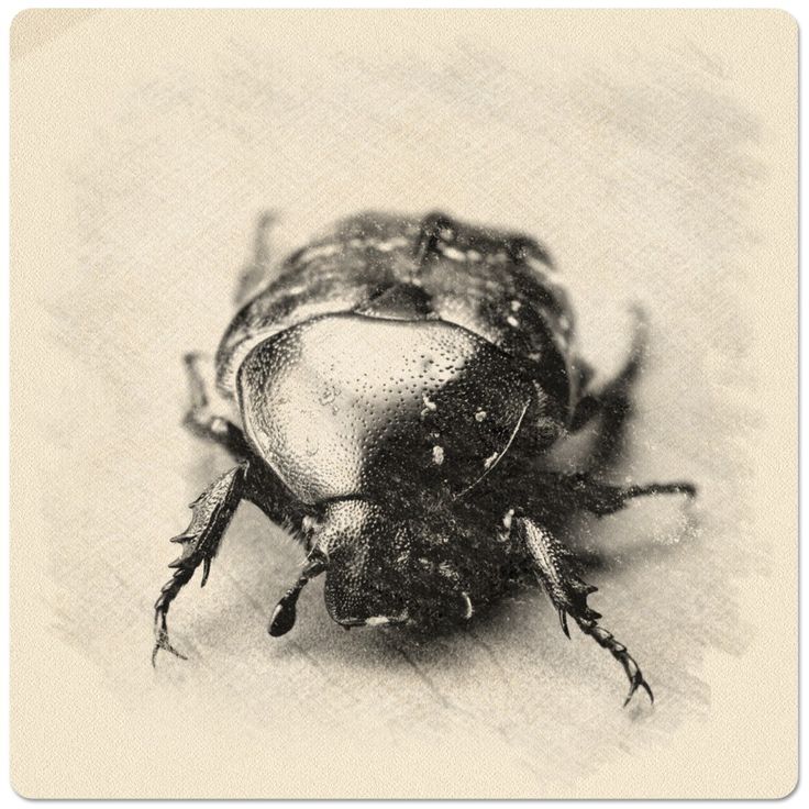 Close-up of a vintage-style illustration of a beetle with detailed texture and shading, showcasing its distinct exoskeleton and features.